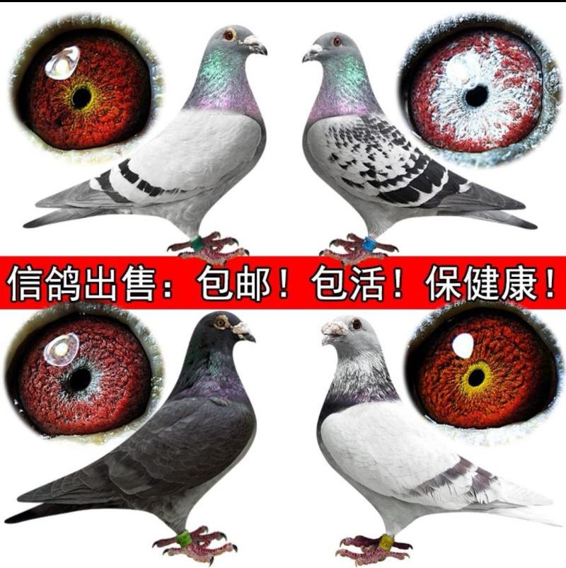 信鸽鸽子活体鸽赛鸽成绩鸽公棚鸽血统鸽原环鸽种鸽幼鸽大棚鸽