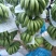 【批发】广西南宁横州市香蕉，香甜软糯，精品香蕉，欢迎进店联系