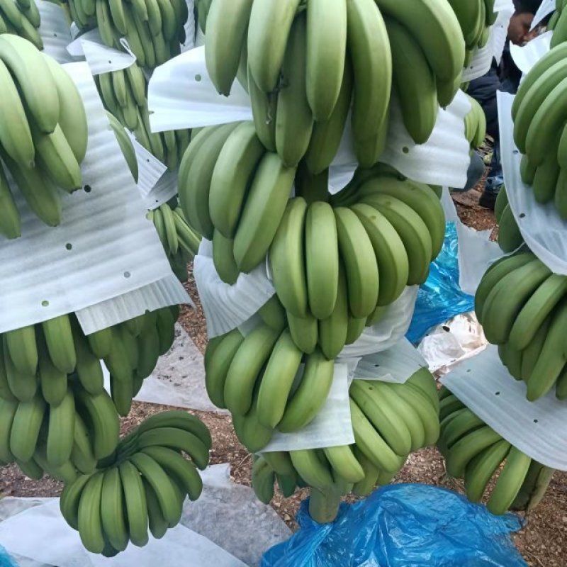 【批发】广西南宁横州市香蕉，香甜软糯，精品香蕉，欢迎进店联系