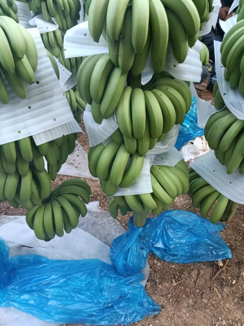 【批发】广西南宁横州市香蕉，香甜软糯，精品香蕉，欢迎进店联系