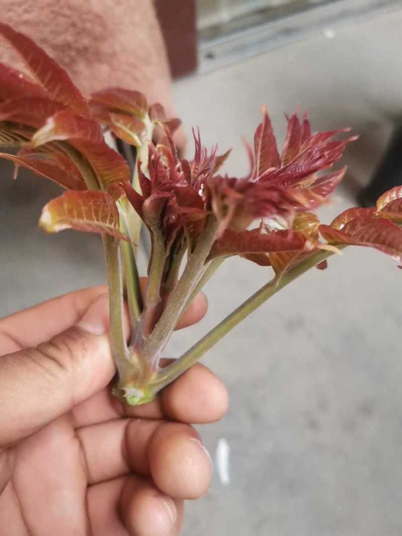 陕西秦岭红油香椿，品质好！口感浓香基地直供，货源充足。