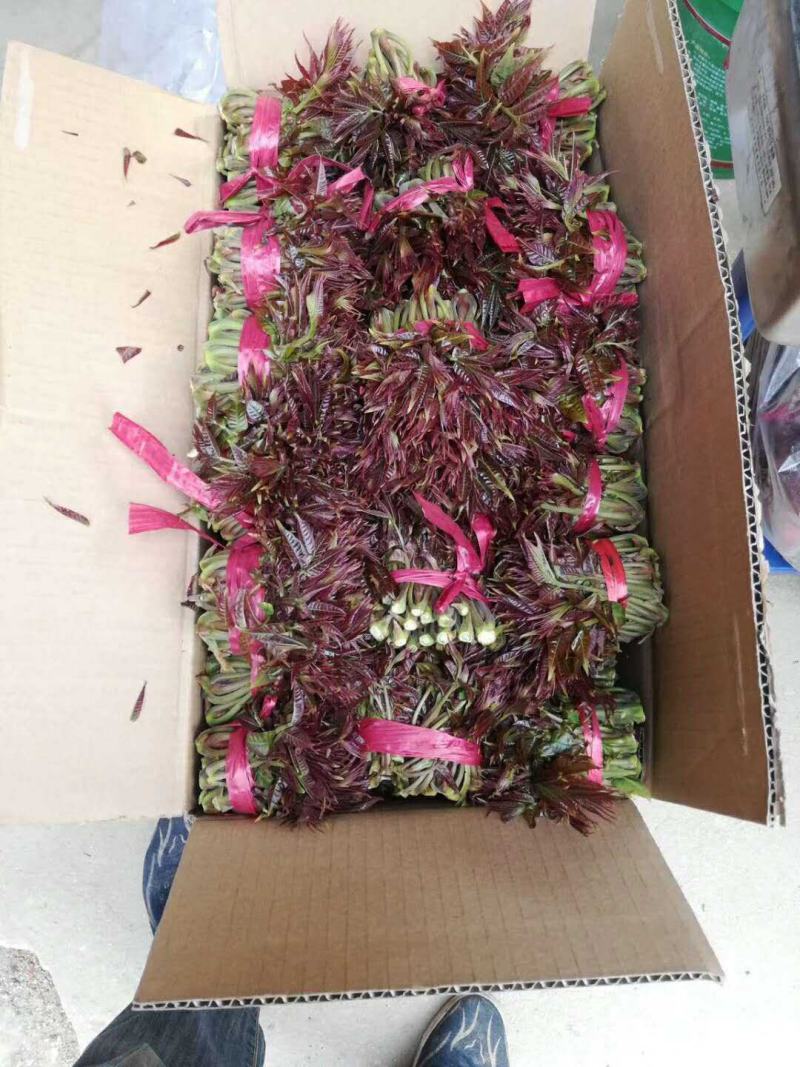 陕西秦岭红油香椿，品质好！口感浓香基地直供，货源充足。