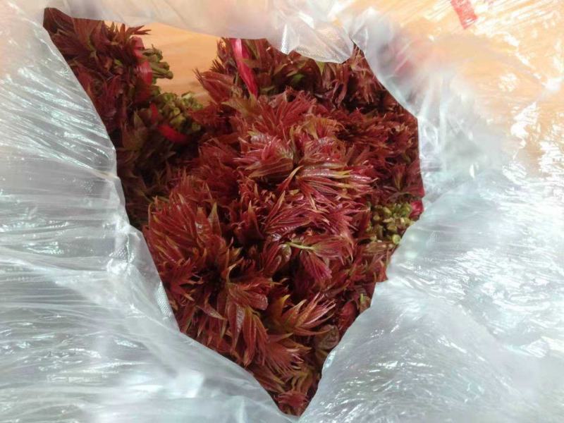 陕西秦岭红油香椿，品质好！口感浓香基地直供，货源充足。