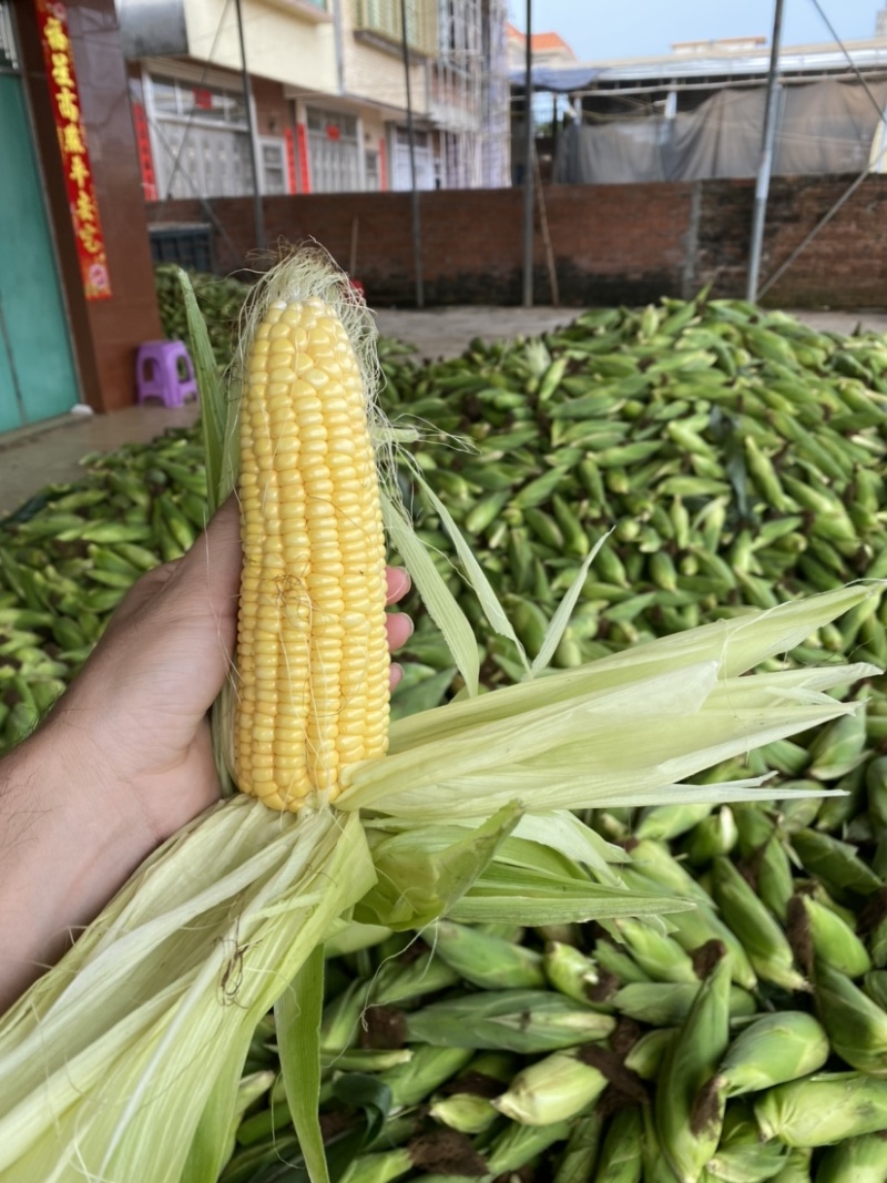 广东电商玉米，源头好货优质水果玉米，一手货源。
