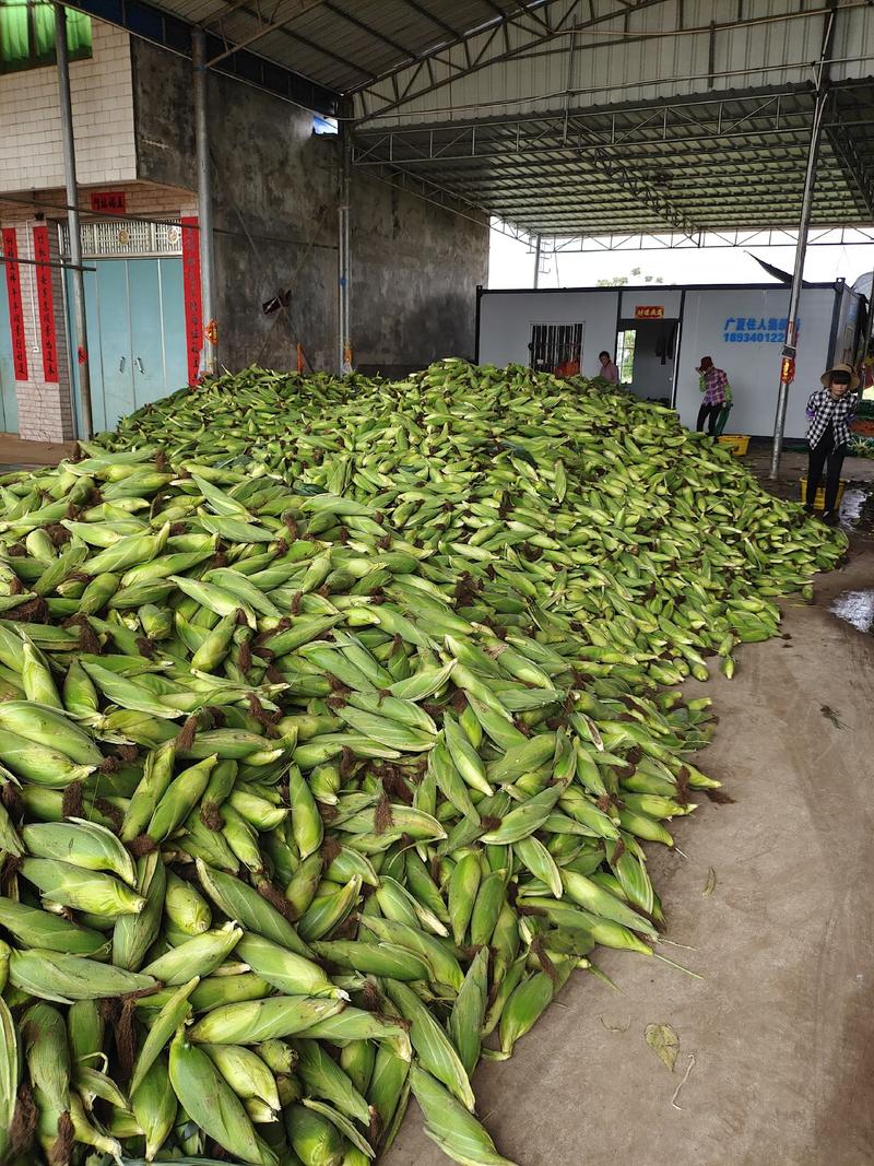 广东水果玉米太阳花甜玉米大量现货长期供应电商超市质量保证