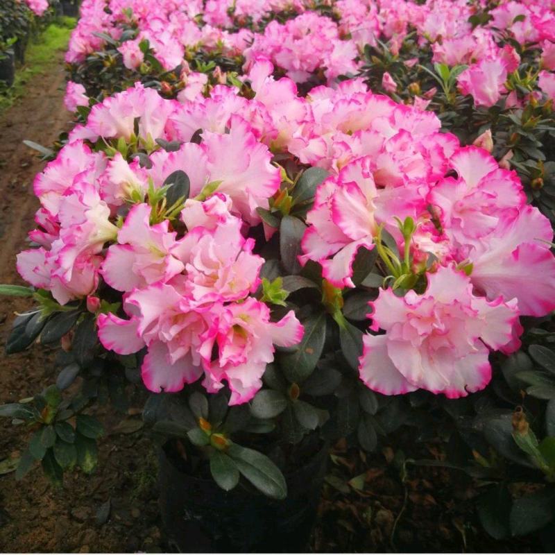 杜鹃花苗杜鹃花盆栽花卉西玛杜鹃花西洋杜鹃花