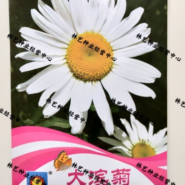 菊花种子大滨菊春秋播多年生耐寒耐阴芳盆栽庭院绿化花卉种子