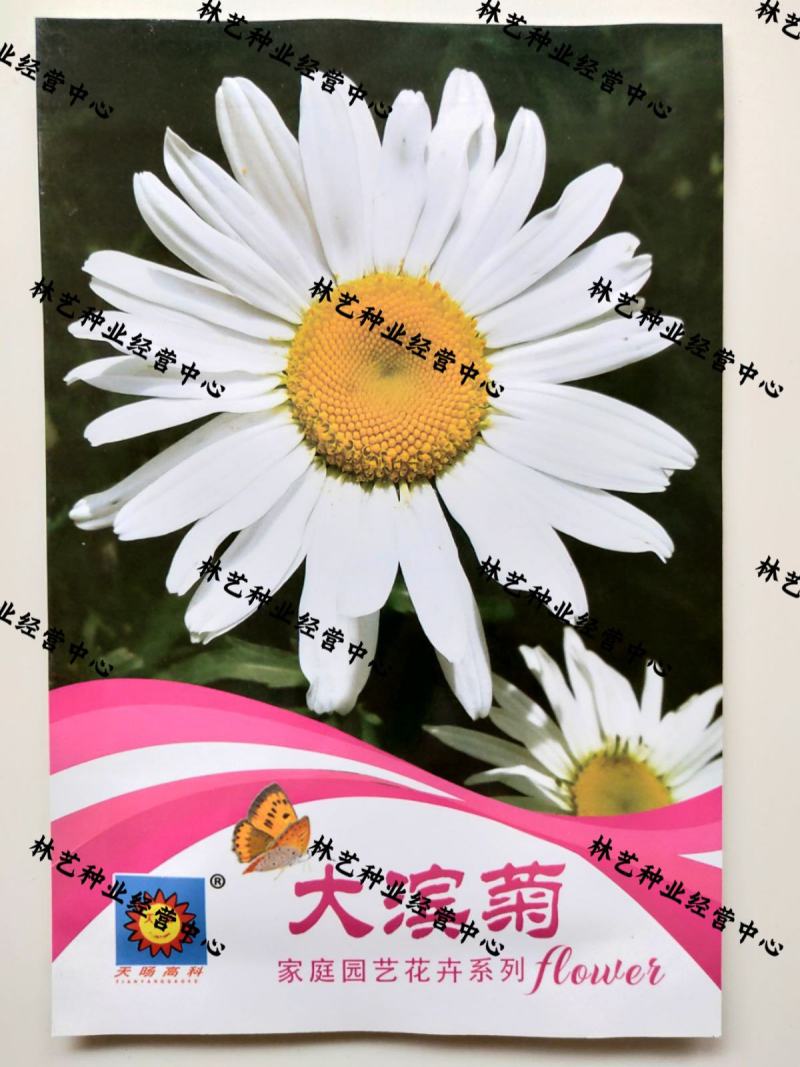 菊花种子大滨菊春秋播多年生耐寒耐阴芳盆栽庭院绿化花卉种子