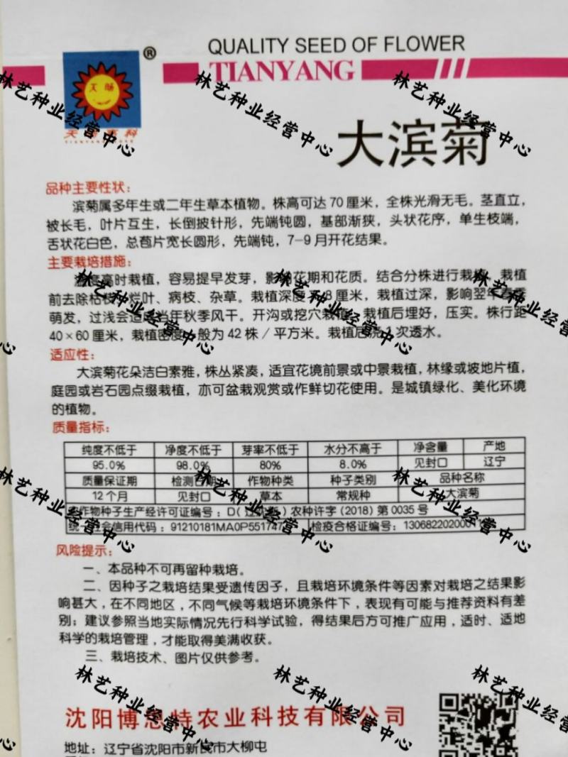 菊花种子大滨菊春秋播多年生耐寒耐阴芳盆栽庭院绿化花卉种子