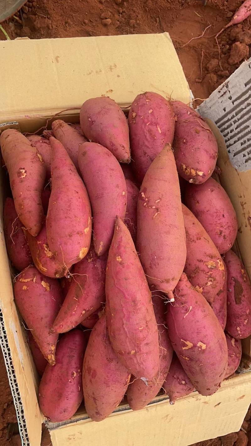 正宗湛江遂溪红薯大量销售批发