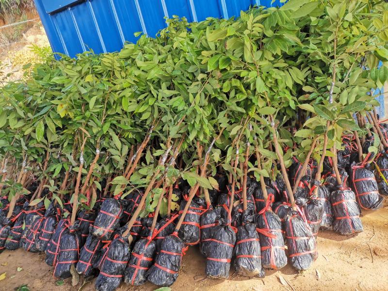 优质龙眼树苗石硖，储良，四季基地直发诚信经营放心苗