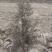 本基地大量出售侧柏苗，规格全，质量好，价格优。