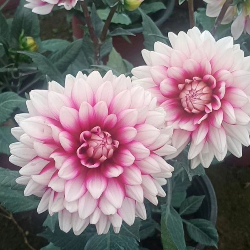 大丽花种子重瓣大丽菊种子四季花卉籽易种易活花期长阳台庭院
