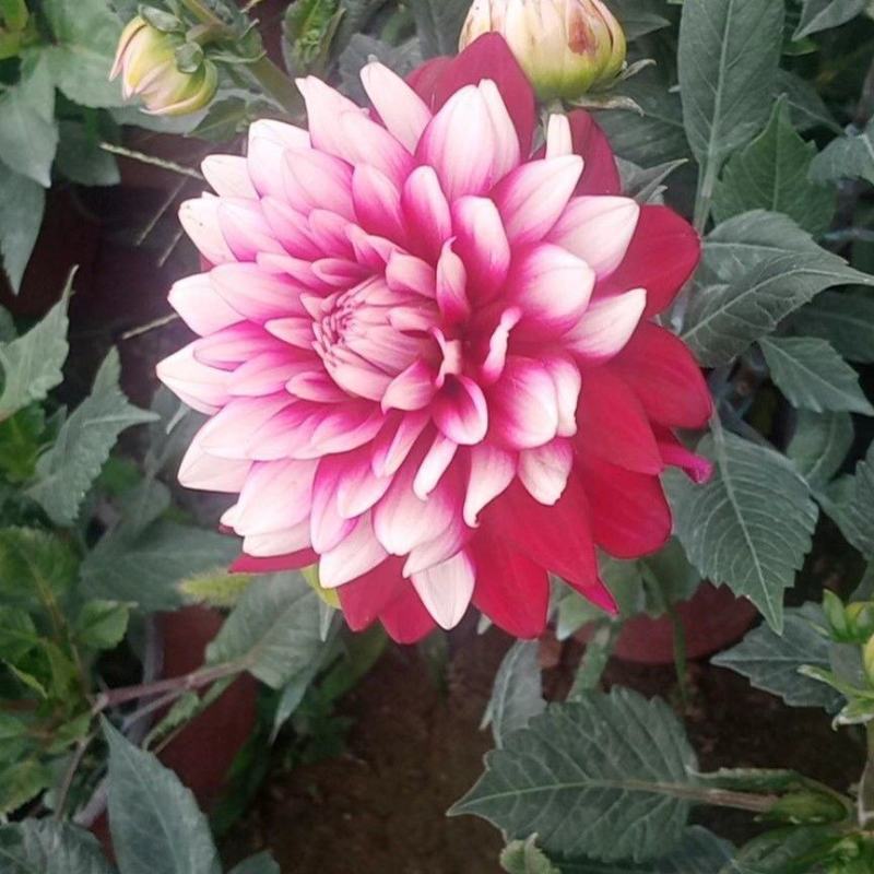 大丽花种子重瓣大丽菊种子四季花卉籽易种易活花期长阳台庭院