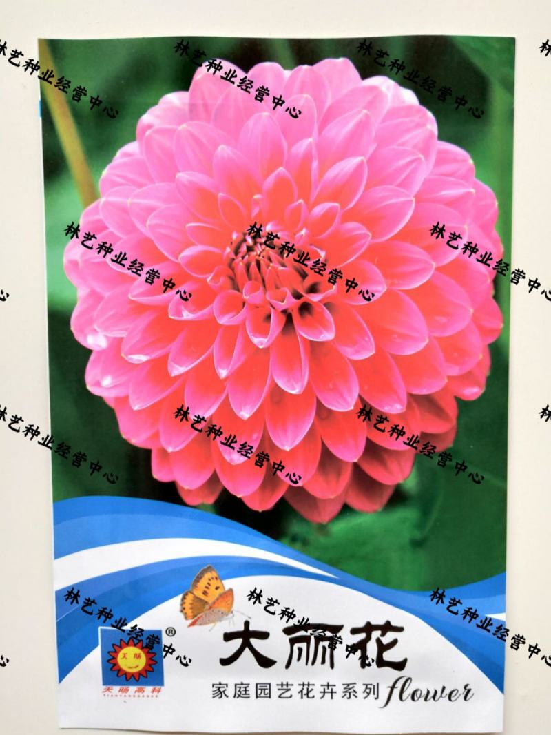 大丽花种子重瓣大丽菊种子四季花卉籽易种易活花期长阳台庭院