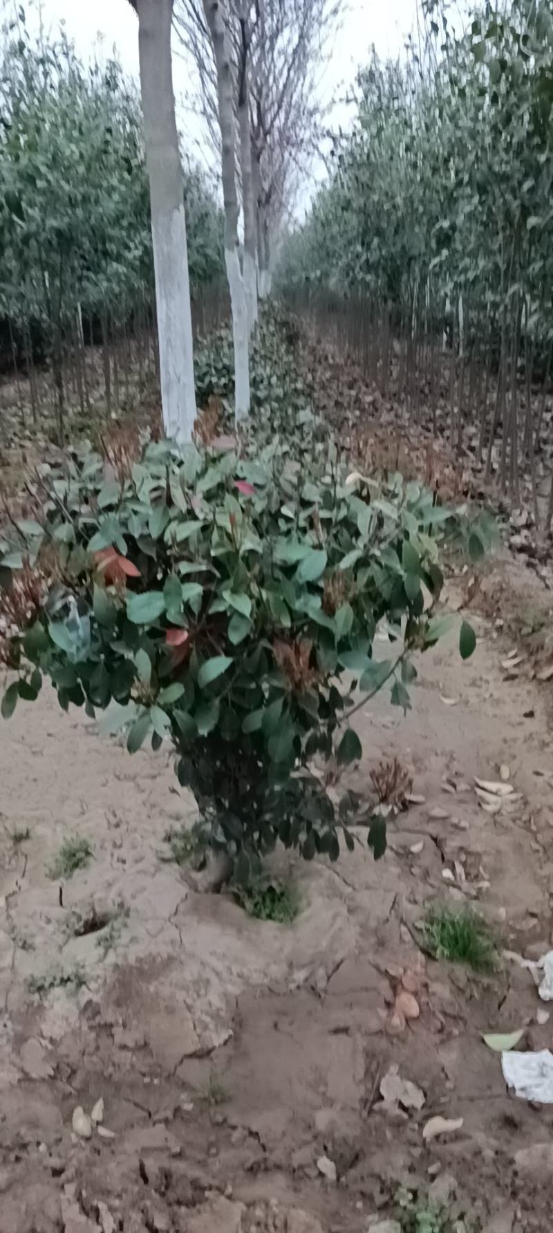 本苗圃大量供应售杏树苗，规格品种多，质量优，价格合理。