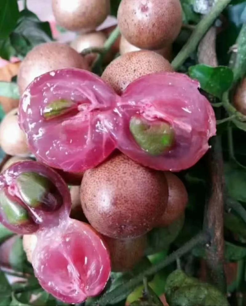 供应优质紫肉黄皮，香蜜黑皮黄皮果树苗，鸡心黄皮，无核黄皮