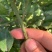 供应优质紫肉黄皮，香蜜黑皮黄皮果树苗，鸡心黄皮，无核黄皮