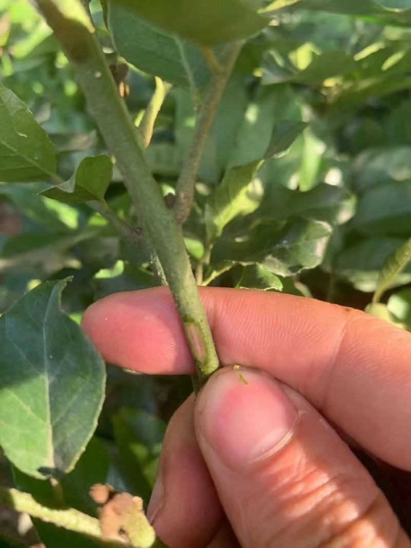 供应优质紫肉黄皮，香蜜黑皮黄皮果树苗，鸡心黄皮，无核黄皮