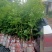 供应优质紫肉黄皮，香蜜黑皮黄皮果树苗，鸡心黄皮，无核黄皮