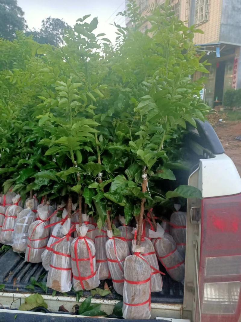 供应优质紫肉黄皮，香蜜黑皮黄皮果树苗，鸡心黄皮，无核黄皮