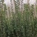 西府海棠,北美海棠,垂丝海棠规格齐全，质量上乘，欢迎选购