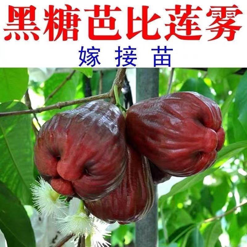 优质黑金刚，大叶红，黑糖芭比莲雾苗，基地直批，放心苗
