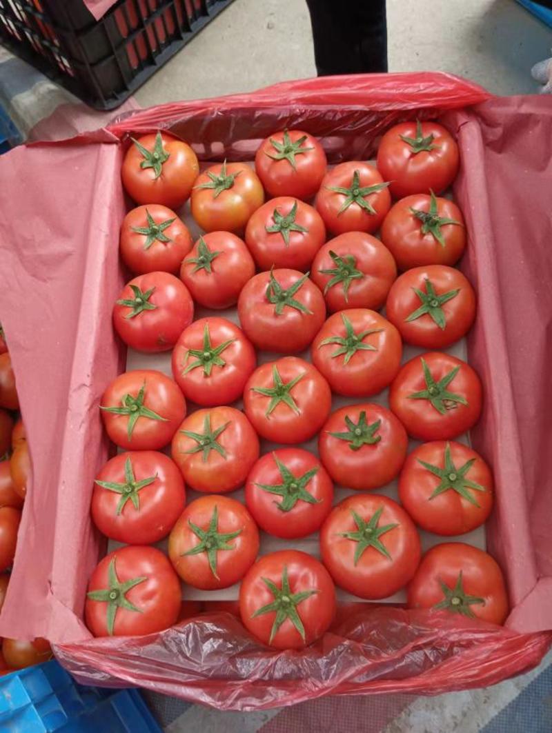 百色大红西红柿，罗拉串果