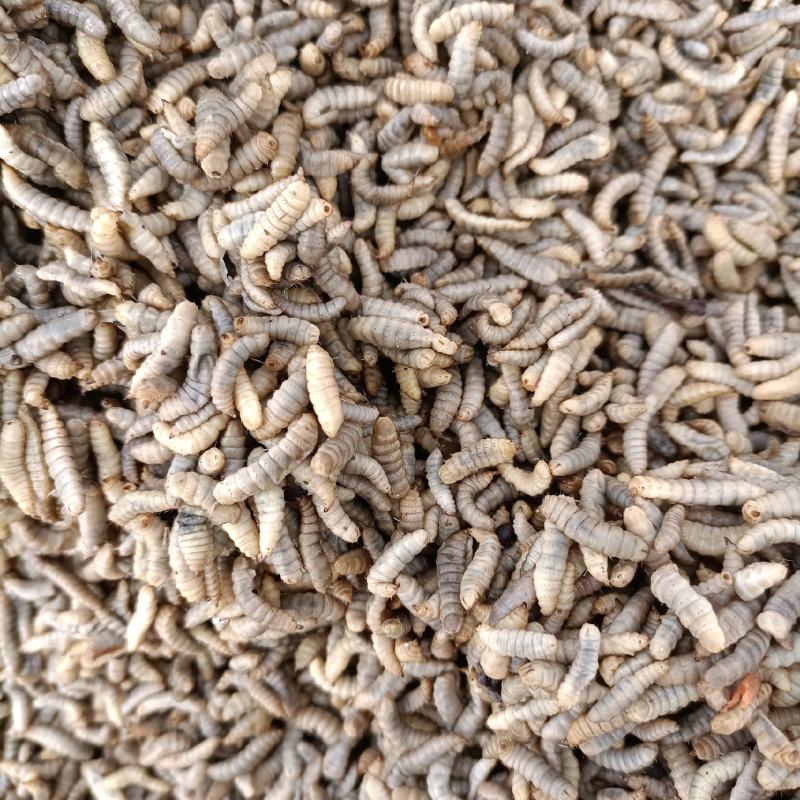 高蛋白黑水虻品质保证常年有货家禽水产宠物高蛋白饲料虫