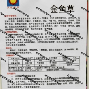 金鱼草种子多年生室内阳台庭院盆栽花卉种子花籽易种
