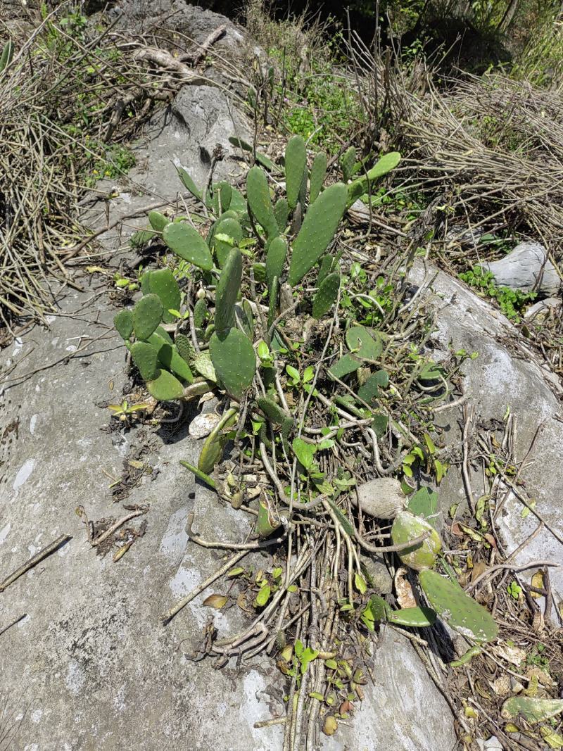多肉植物，仙人掌，米邦塔食用仙人掌，观赏布景，盆景，绿植