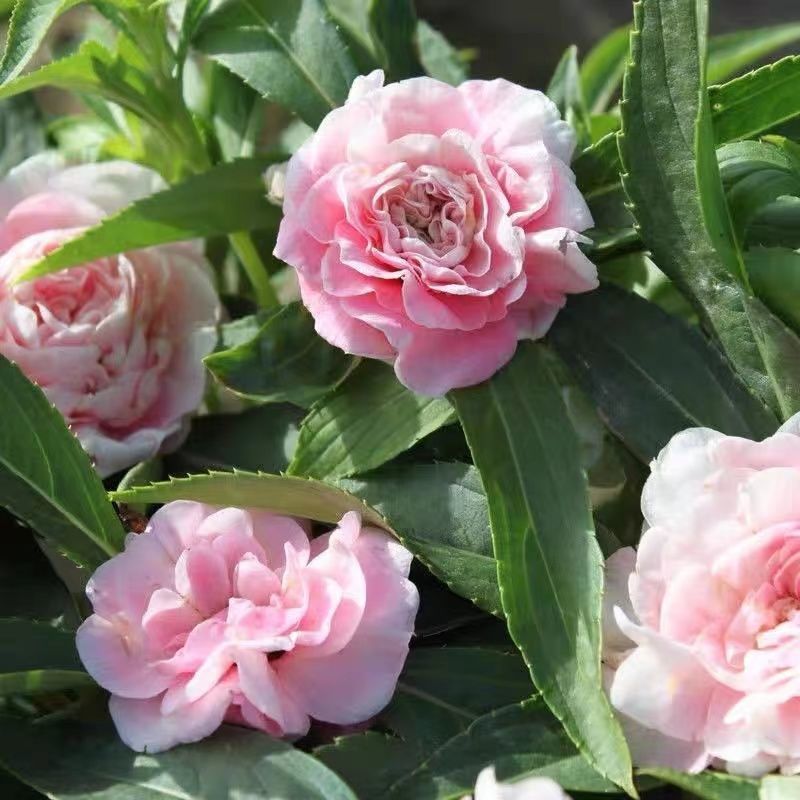 凤仙花种子指甲花种子花色多样露地阳台庭院盆栽多年生四季