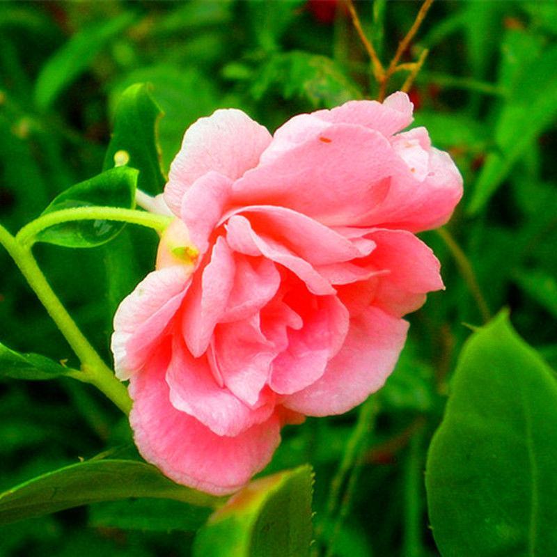 凤仙花种子指甲花种子花色多样露地阳台庭院盆栽多年生四季