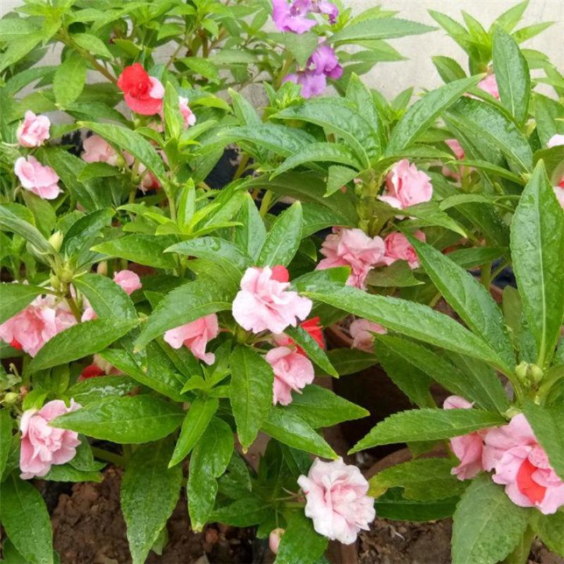 凤仙花种子指甲花种子花色多样露地阳台庭院盆栽多年生四季