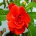 凤仙花种子指甲花种子花色多样露地阳台庭院盆栽多年生四季