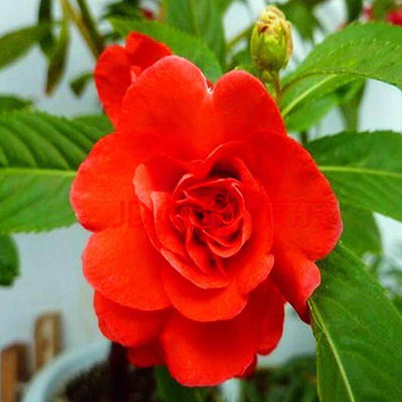 凤仙花种子指甲花种子花色多样露地阳台庭院盆栽多年生四季