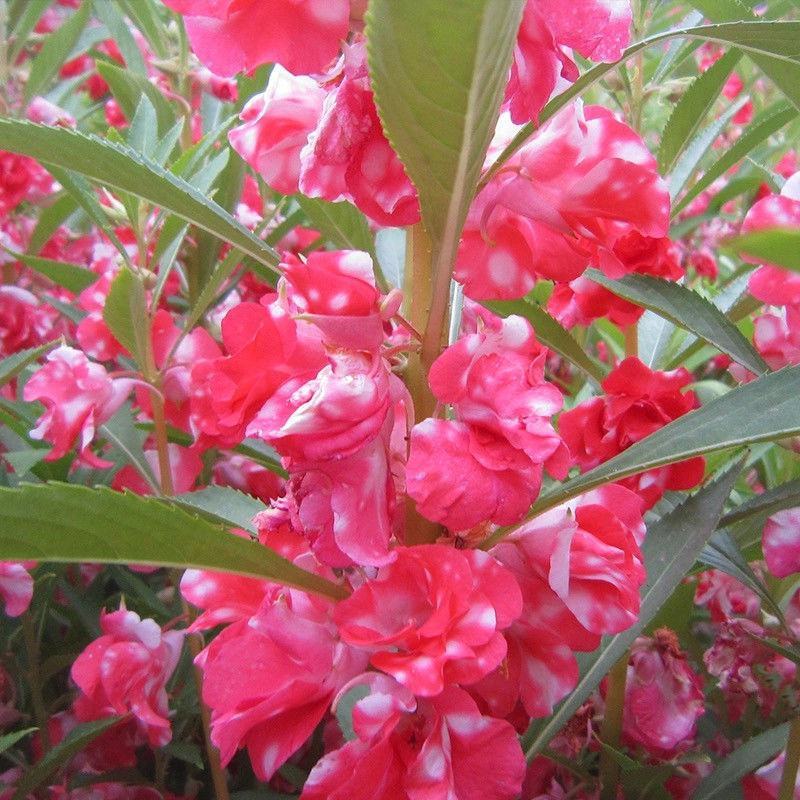 凤仙花种子指甲花种子花色多样露地阳台庭院盆栽多年生四季