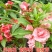 凤仙花种子指甲花种子花色多样露地阳台庭院盆栽多年生四季