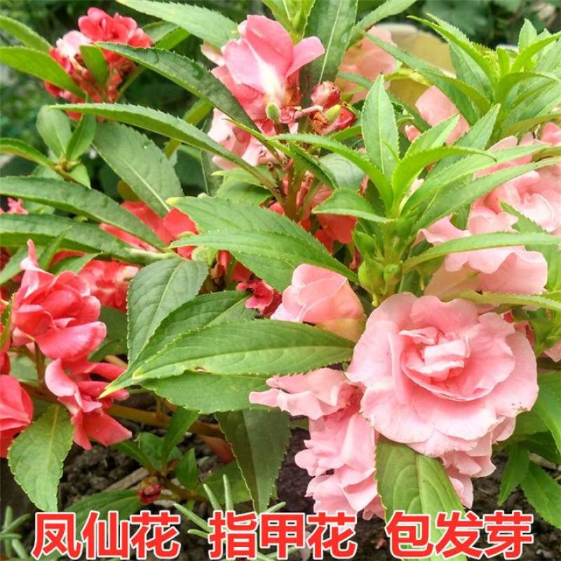 凤仙花种子指甲花种子花色多样露地阳台庭院盆栽多年生四季