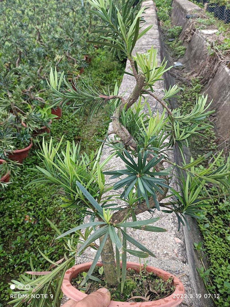 罗汉松悬崖盆景，基地直销