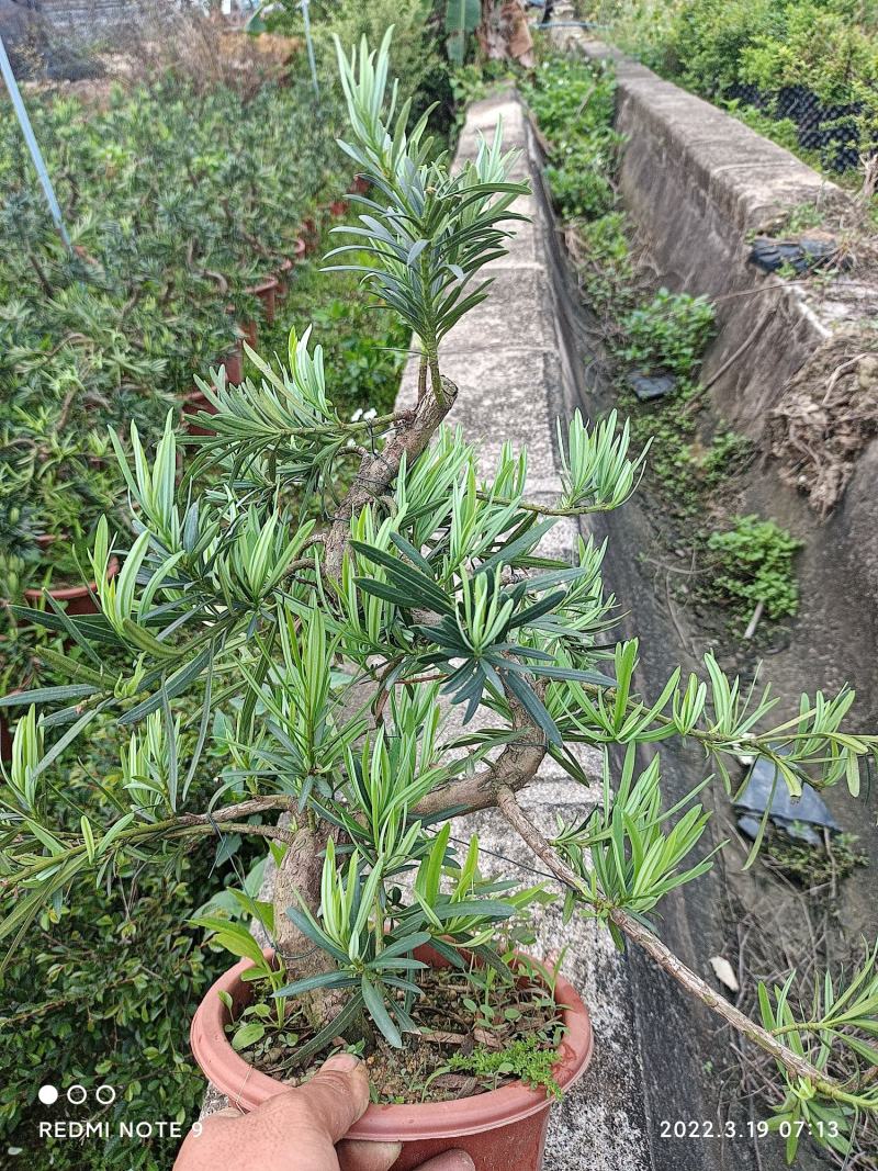 罗汉松悬崖盆景，基地直销