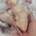 2月的冻品乳鸽，全净膛