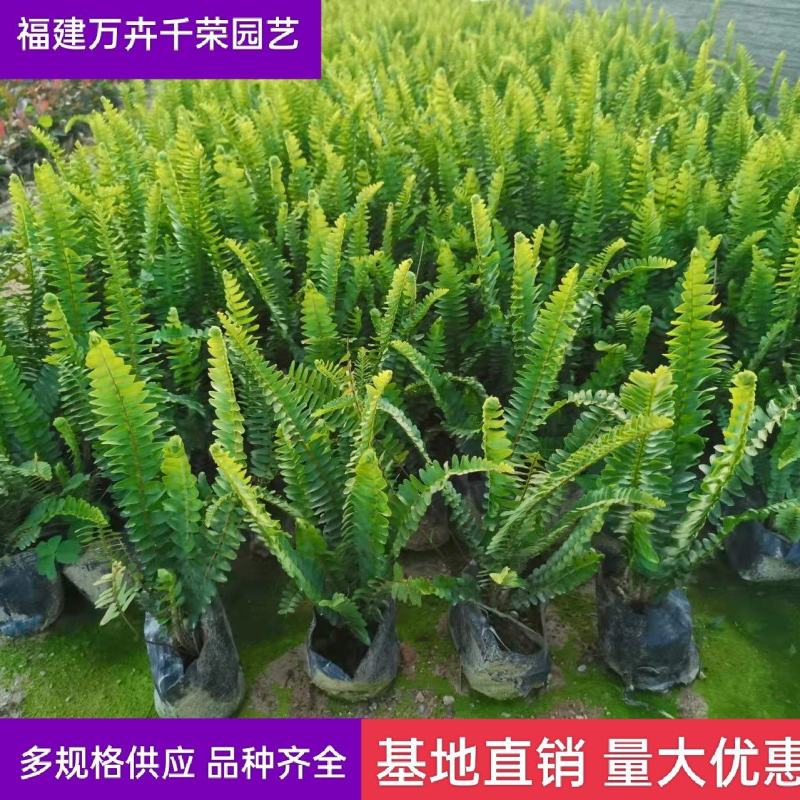 基地直供肾蕨排骨草庭院园林绿化苗木工程苗