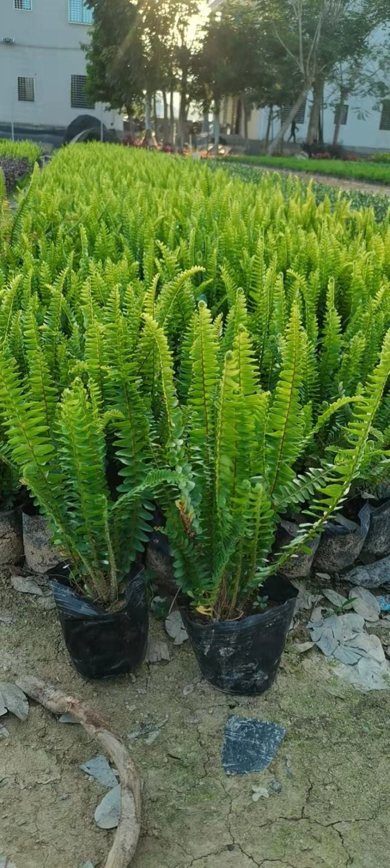 基地直供肾蕨排骨草庭院园林绿化苗木工程苗