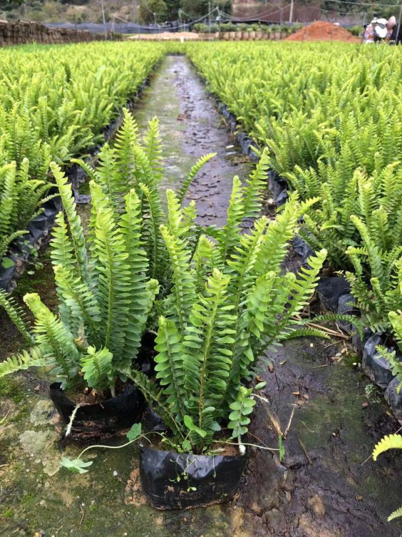 基地直供肾蕨排骨草庭院园林绿化苗木工程苗