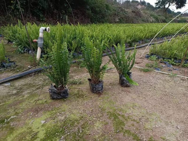 基地直供肾蕨排骨草庭院园林绿化苗木工程苗