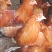 广西果园鸡，生鸡，阉鸡，三黄鸡，母鸡，现货，
