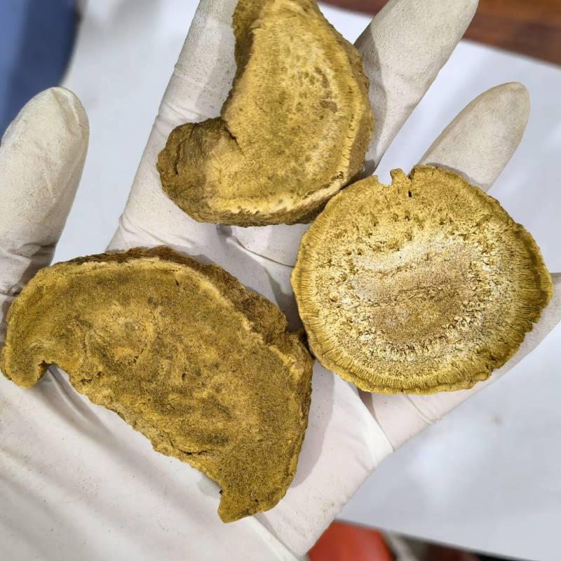 大黄今年新货颜色好看产地采购一手货源欢迎选购