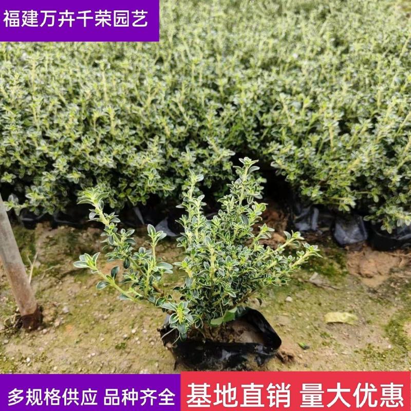 基地直批金边六月雪农户直批成活率高耐寒