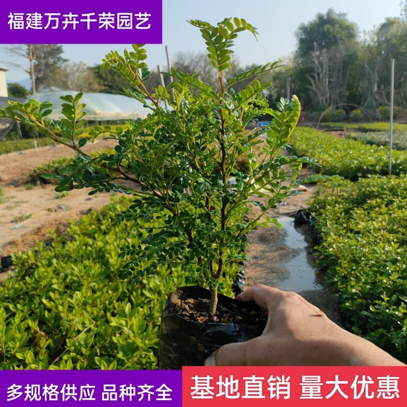 胡椒木清香木农户基地量大从优多规格供应